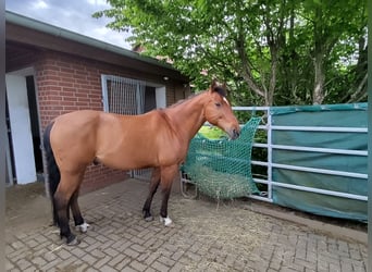 American Quarter Horse, Wallach, 12 Jahre, 156 cm, Brauner