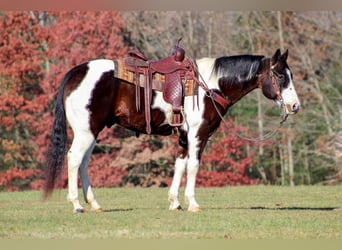 American Quarter Horse, Wallach, 12 Jahre, 157 cm, Brauner