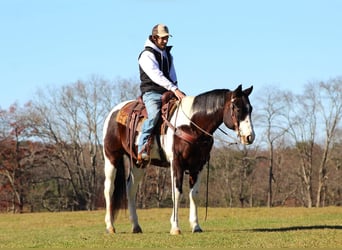 American Quarter Horse, Wallach, 12 Jahre, 157 cm, Brauner