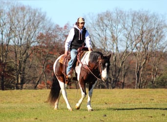 American Quarter Horse, Wallach, 12 Jahre, 157 cm, Brauner