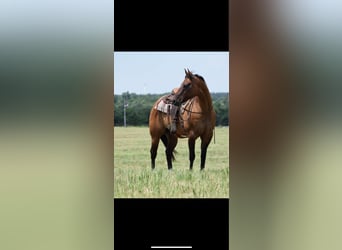 American Quarter Horse, Wallach, 12 Jahre, 157 cm, Falbe