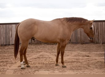 American Quarter Horse Mix, Wallach, 12 Jahre, 157 cm, Falbe