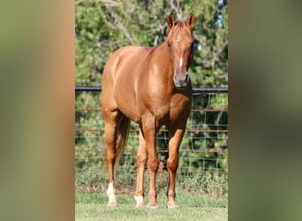 American Quarter Horse, Wallach, 12 Jahre, 157 cm, Falbe
