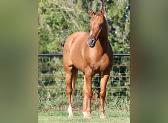 American Quarter Horse, Wallach, 12 Jahre, 157 cm, Falbe