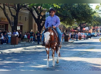 American Quarter Horse, Wallach, 12 Jahre, 157 cm, Overo-alle-Farben