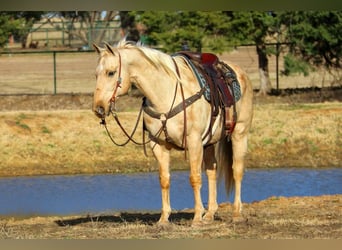 American Quarter Horse, Wallach, 12 Jahre, 157 cm, Palomino