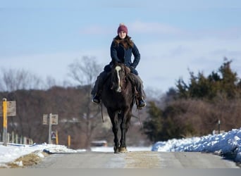 American Quarter Horse, Wallach, 12 Jahre, 157 cm, Rappe
