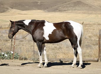 American Quarter Horse, Wallach, 12 Jahre, 157 cm, Rappe