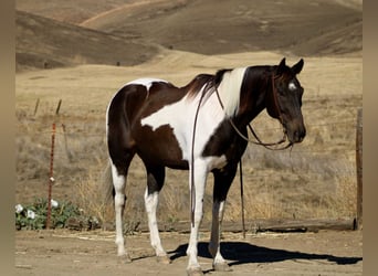 American Quarter Horse, Wallach, 12 Jahre, 157 cm, Rappe