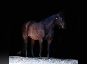 American Quarter Horse, Wallach, 12 Jahre, 157 cm, Roan-Bay
