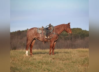 American Quarter Horse, Wallach, 12 Jahre, 157 cm, Roan-Red