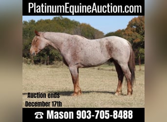 American Quarter Horse, Wallach, 12 Jahre, 157 cm, Roan-Red