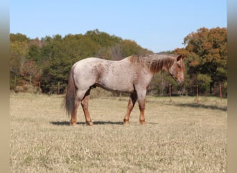 American Quarter Horse, Wallach, 12 Jahre, 157 cm, Roan-Red