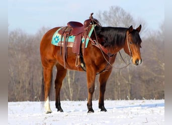 American Quarter Horse, Wallach, 12 Jahre, 157 cm, Rotbrauner
