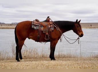 American Quarter Horse, Wallach, 12 Jahre, 157 cm, Rotbrauner