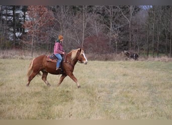 American Quarter Horse, Wallach, 12 Jahre, 157 cm, Rotfuchs