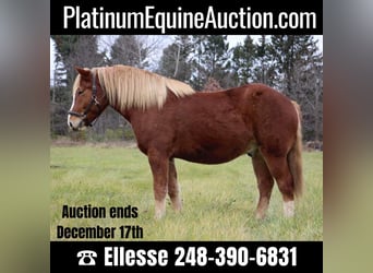 American Quarter Horse, Wallach, 12 Jahre, 157 cm, Rotfuchs