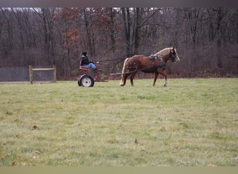 American Quarter Horse, Wallach, 12 Jahre, 157 cm, Rotfuchs