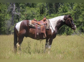 American Quarter Horse, Wallach, 12 Jahre, 157 cm, Tobiano-alle-Farben
