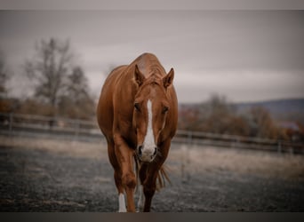 American Quarter Horse, Wallach, 12 Jahre, 157 cm