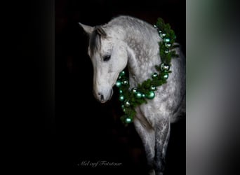 American Quarter Horse, Wallach, 12 Jahre, 159 cm, Fliegenschimmel