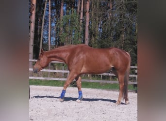 American Quarter Horse, Wallach, 12 Jahre, 160 cm, Fuchs