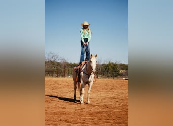 American Quarter Horse, Wallach, 12 Jahre, 160 cm, Palomino