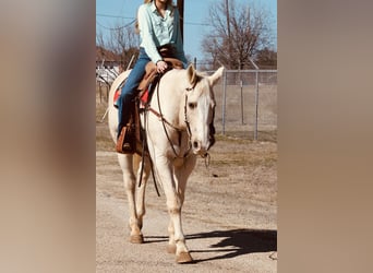 American Quarter Horse, Wallach, 12 Jahre, 160 cm, Palomino