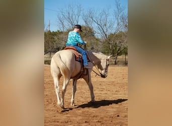 American Quarter Horse, Wallach, 12 Jahre, 160 cm, Palomino