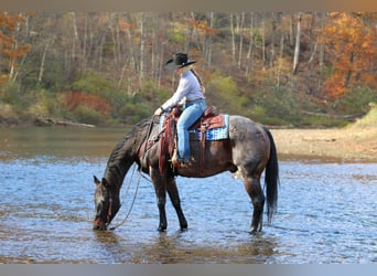 American Quarter Horse, Wallach, 12 Jahre, 160 cm, Roan-Bay
