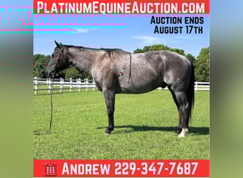 American Quarter Horse, Wallach, 12 Jahre, 160 cm, Roan-Bay