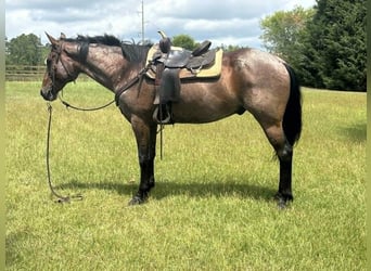 American Quarter Horse, Wallach, 12 Jahre, 160 cm, Roan-Bay