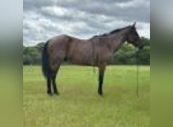 American Quarter Horse, Wallach, 12 Jahre, 160 cm, Roan-Bay