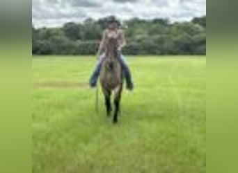 American Quarter Horse, Wallach, 12 Jahre, 160 cm, Roan-Bay