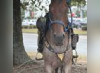 American Quarter Horse, Wallach, 12 Jahre, 160 cm, Roan-Bay
