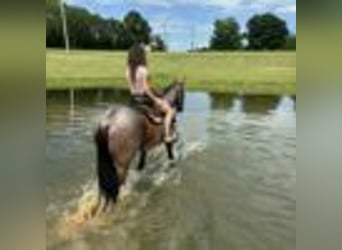 American Quarter Horse, Wallach, 12 Jahre, 160 cm, Roan-Bay