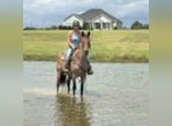 American Quarter Horse, Wallach, 12 Jahre, 160 cm, Roan-Bay