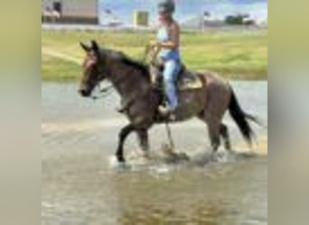 American Quarter Horse, Wallach, 12 Jahre, 160 cm, Roan-Bay