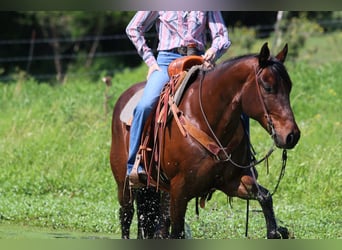 American Quarter Horse, Wallach, 12 Jahre, 160 cm, Rotbrauner