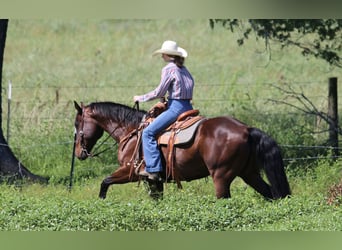 American Quarter Horse, Wallach, 12 Jahre, 160 cm, Rotbrauner