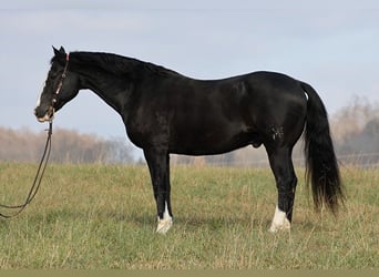 American Quarter Horse, Wallach, 12 Jahre, 160 cm, Tobiano-alle-Farben