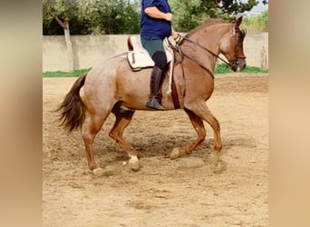 American Quarter Horse Mix, Wallach, 12 Jahre, 162 cm, Roan-Red