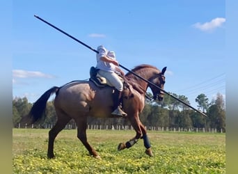 American Quarter Horse Mix, Wallach, 12 Jahre, 162 cm, Roan-Red