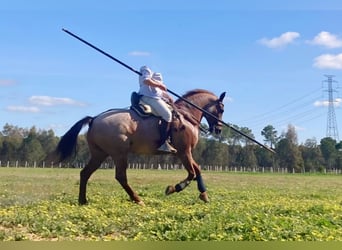 American Quarter Horse Mix, Wallach, 12 Jahre, 162 cm, Roan-Red