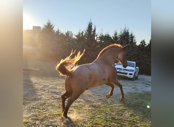 American Quarter Horse Mix, Wallach, 12 Jahre, 162 cm, Roan-Red