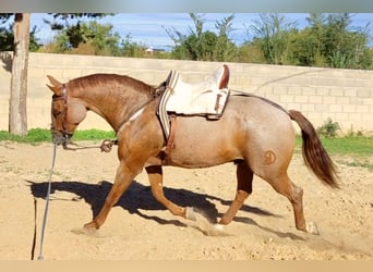 American Quarter Horse Mix, Wallach, 12 Jahre, 162 cm, Roan-Red