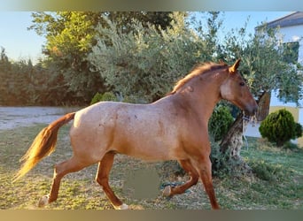 American Quarter Horse Mix, Wallach, 12 Jahre, 162 cm, Roan-Red