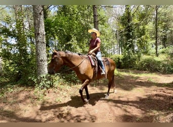 American Quarter Horse, Wallach, 12 Jahre, 163 cm, Buckskin