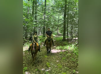 American Quarter Horse, Wallach, 12 Jahre, 163 cm, Buckskin