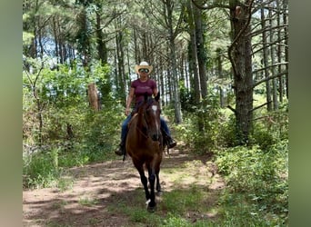 American Quarter Horse, Wallach, 12 Jahre, 163 cm, Buckskin